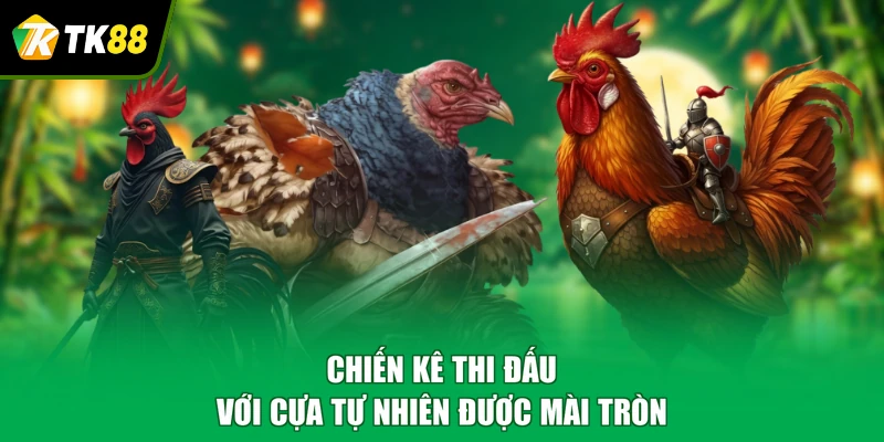 Chiến kê thi đấu với cựa tự nhiên được mài tròn