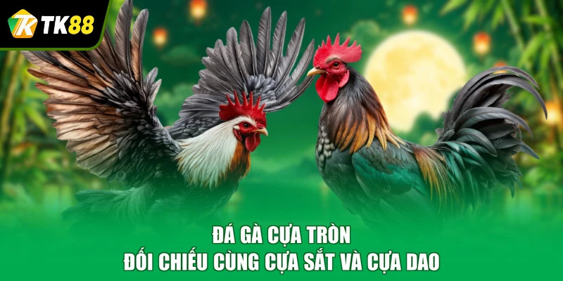 Đá gà cựa tròn đối chiếu cùng cựa sắt và cựa dao