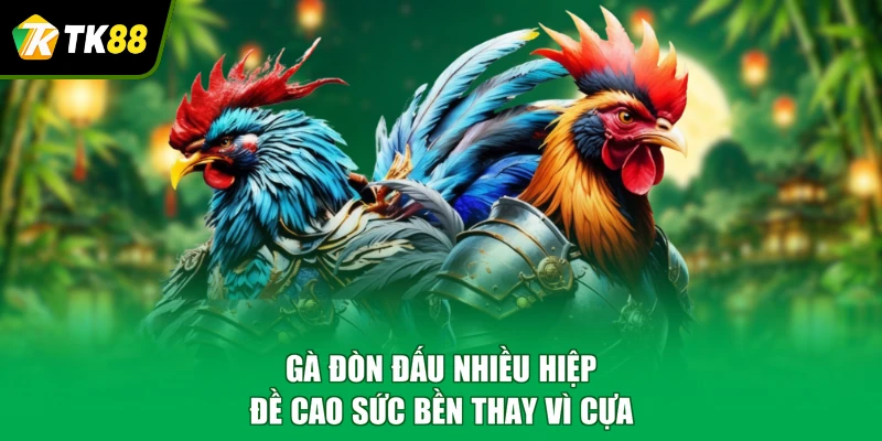Gà đòn đấu nhiều hiệp, đề cao sức bền thay vì cựa