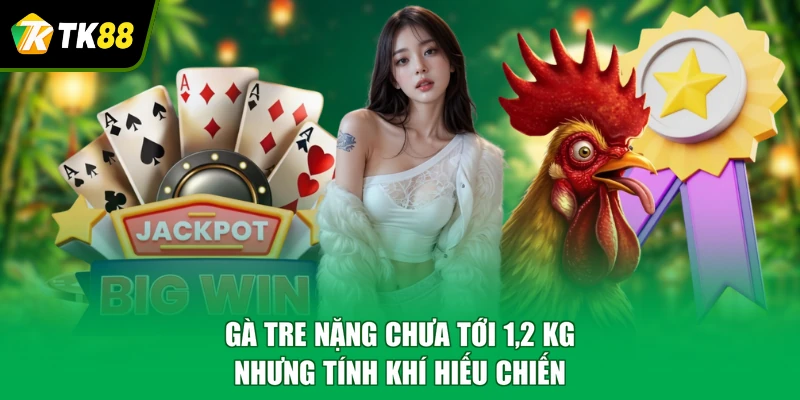 Gà tre nặng chưa tới 1,2 kg nhưng tính khí hiếu chiến