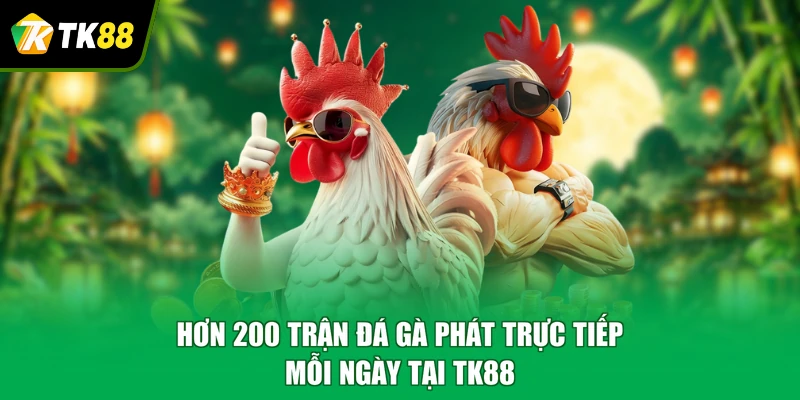 Hơn 200 trận đá gà phát trực tiếp mỗi ngày tại TK88